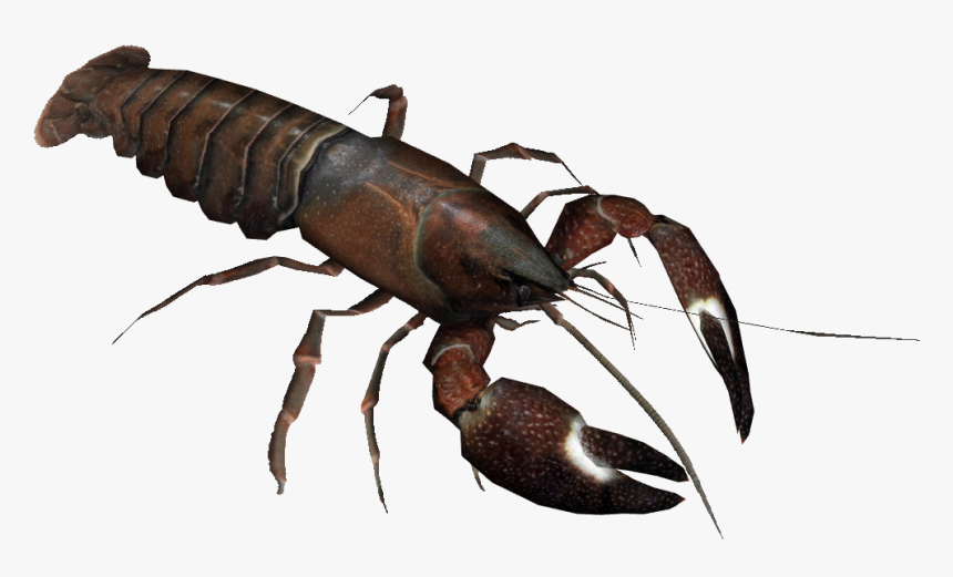 Crayfish Png, Transparent Png, Free Download