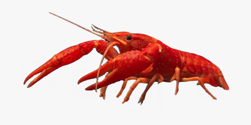 Homarus, HD Png Download, Free Download