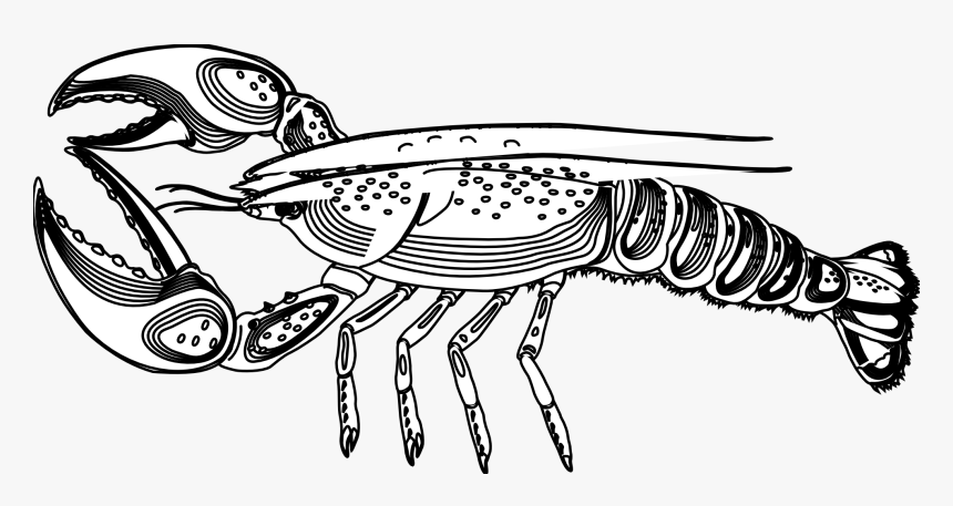 Coloring Page Of A Lobster, HD Png Download, Free Download