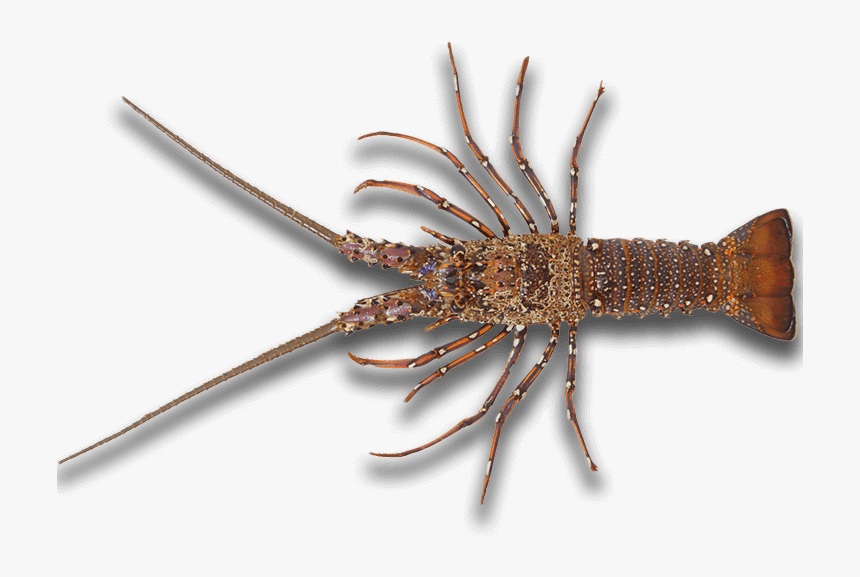 Rock Lobster Png, Transparent Png, Free Download