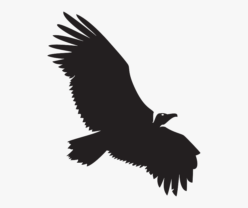 Vulture Vector, HD Png Download, Free Download