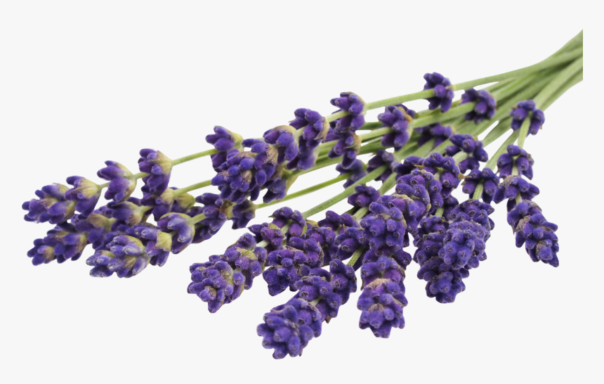 Hd Png & Psd Free Download - Lavender Hd Photo Free, Transparent Png, Free Download