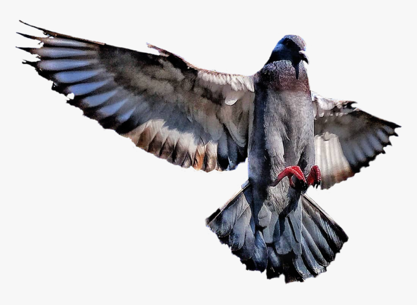 #bird #wings #flying #animal #interesting #vipshoutout - Rock Dove, HD Png Download, Free Download