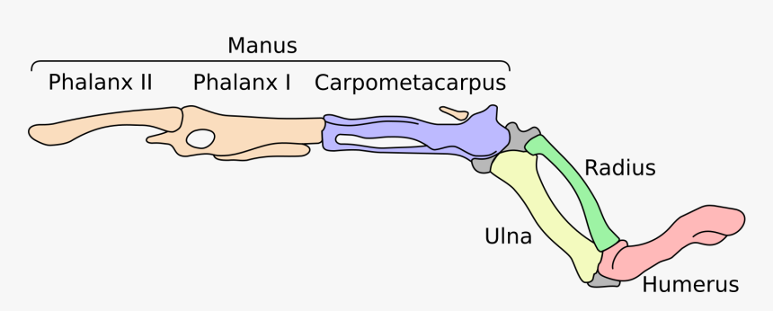 Bird Hand Skeleton, HD Png Download, Free Download