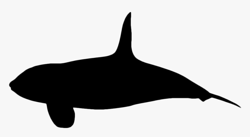 Killer Whale, HD Png Download, Free Download