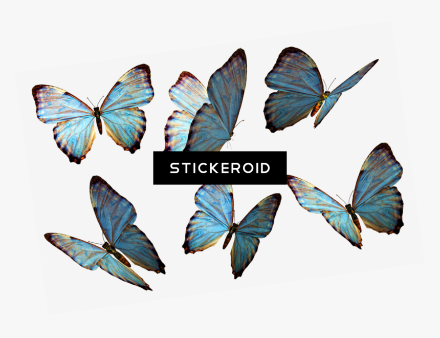 Floating Butterflies Png Transparent , Png Download - Butterflies Png, Png Download, Free Download