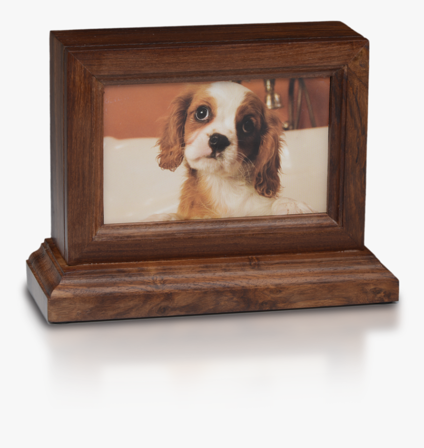 King Charles Spaniel, HD Png Download, Free Download