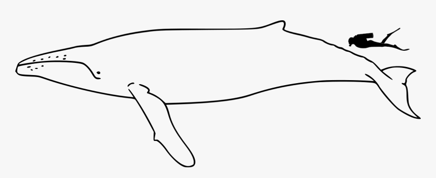 Humpback Whale Size - Humpback Whale Coloring Sheet, HD Png Download, Free Download