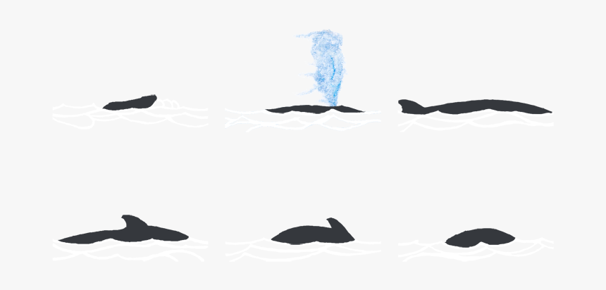 Whale, HD Png Download, Free Download