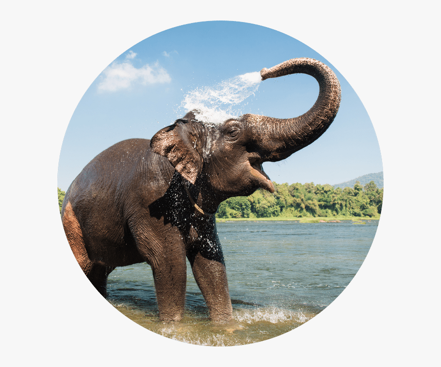 Asian Elephant Spraying Water, HD Png Download, Free Download