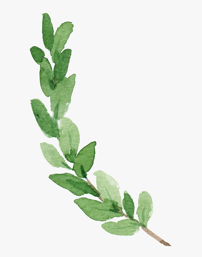 Watercolor Hand-painted Leaf Material - Watercolor Greenery Transparent Background, HD Png Download, Free Download