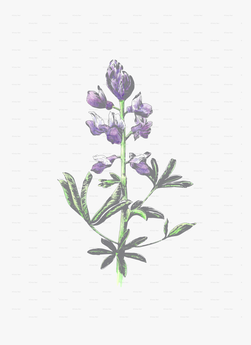 English Lavender, HD Png Download, Free Download