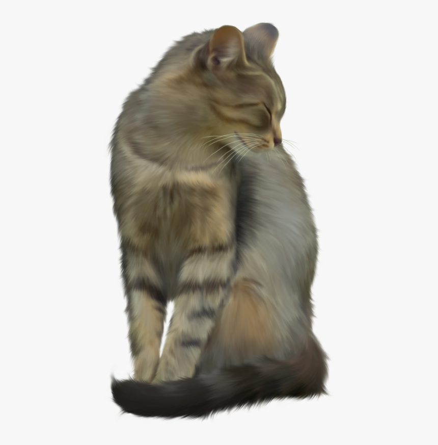 Cat, HD Png Download, Free Download