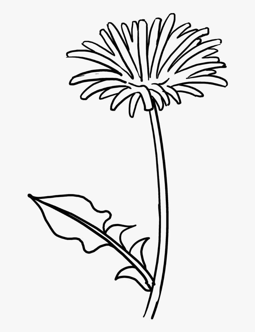 Drawing Spring Easy Transparent Png Clipart Free Download - Dandelion Flower Drawing Easy, Png Download, Free Download