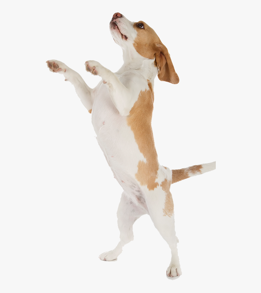 Transparent Feed The Dog Clipart - Transparent Dog Jumping Png, Png Download, Free Download