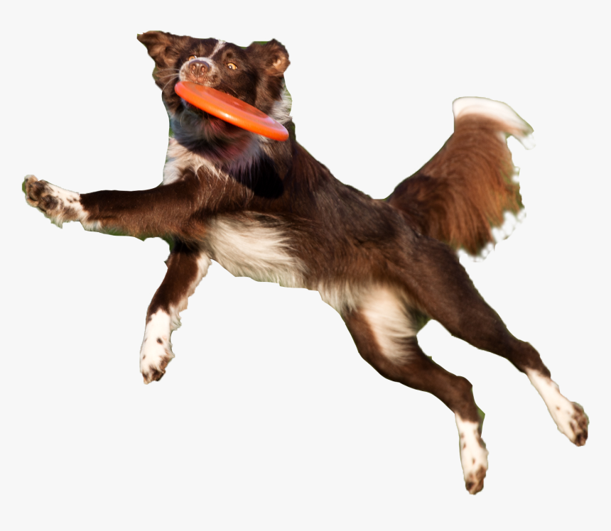 Dog Catches Something, HD Png Download, Free Download