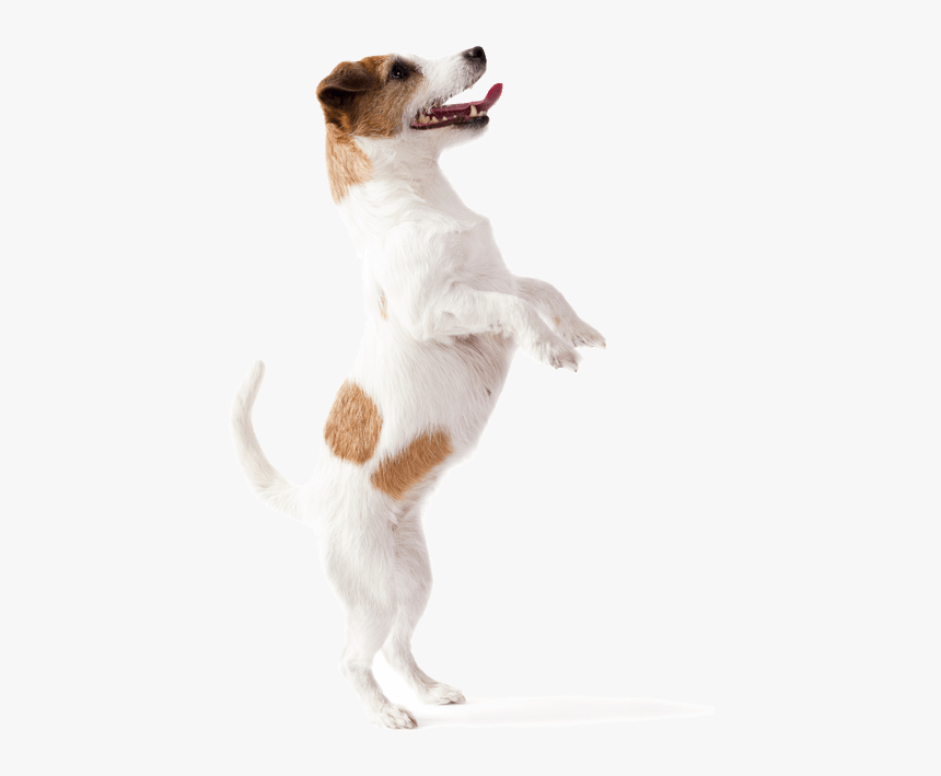 Dog Jumping Up - Dog Catches Something, HD Png Download, Free Download