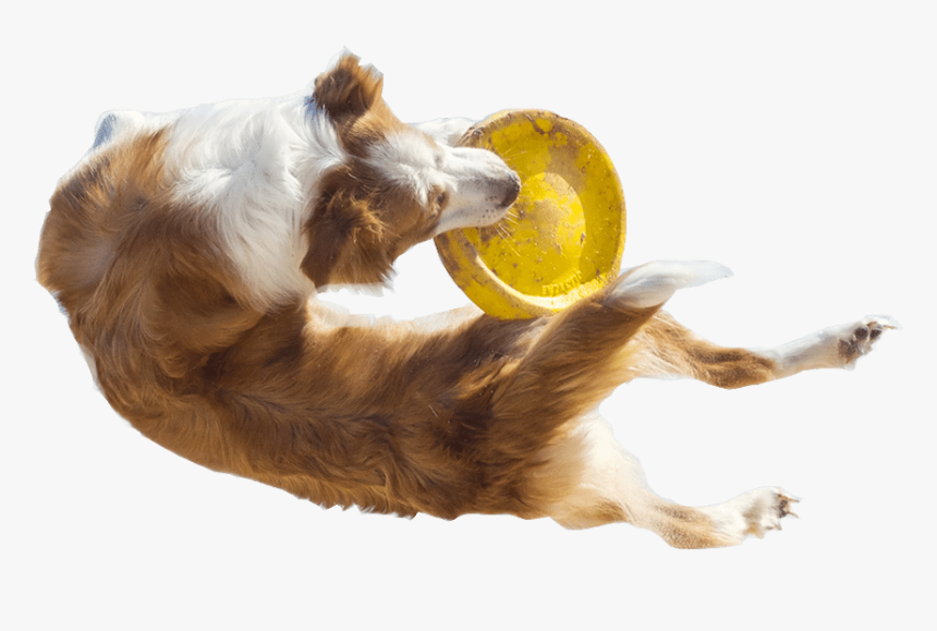 Image - Dog Catches Something, HD Png Download, Free Download