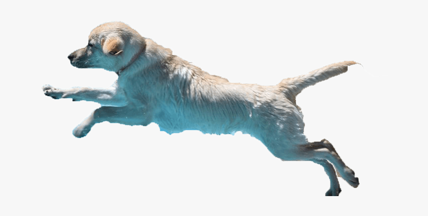 Labrador Retrievers - Dog Catches Something, HD Png Download, Free Download