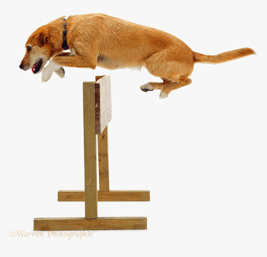 Dog Jumping Hurtle - Dog Jumping Over A Hurdle, HD Png Download, Free Download