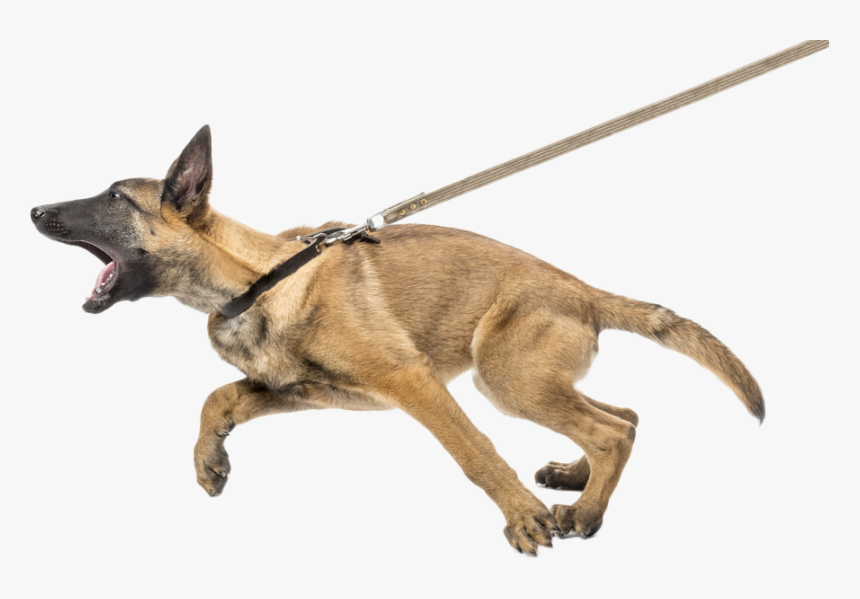 Lmo Web Dogagression, HD Png Download, Free Download