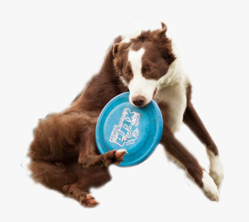 Disc Dog Png, Transparent Png, Free Download