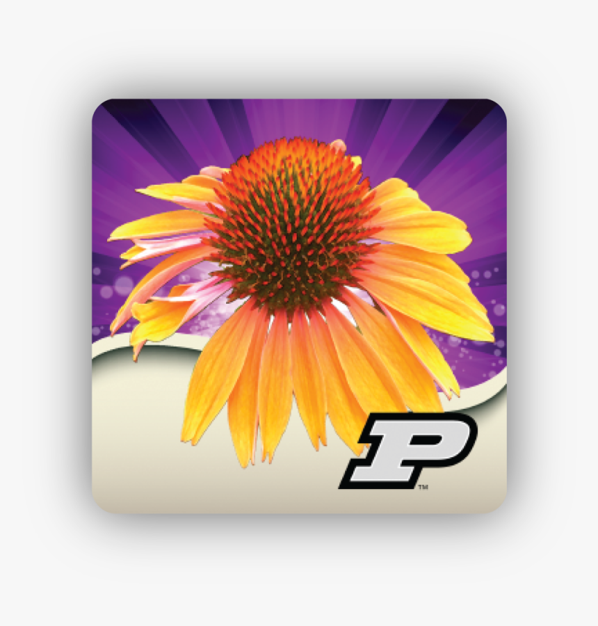 Purple Coneflower, HD Png Download, Free Download