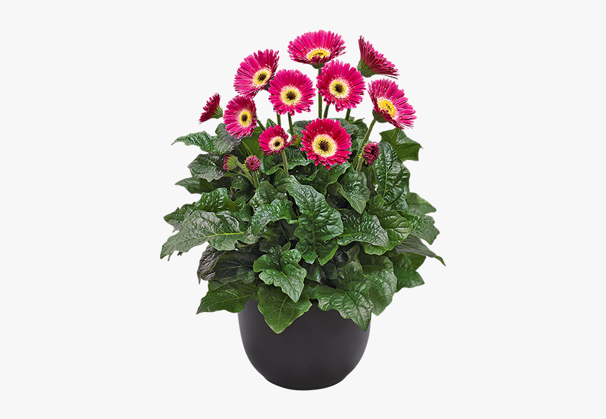 Gerbera Garvinea Sweet Spice, HD Png Download, Free Download