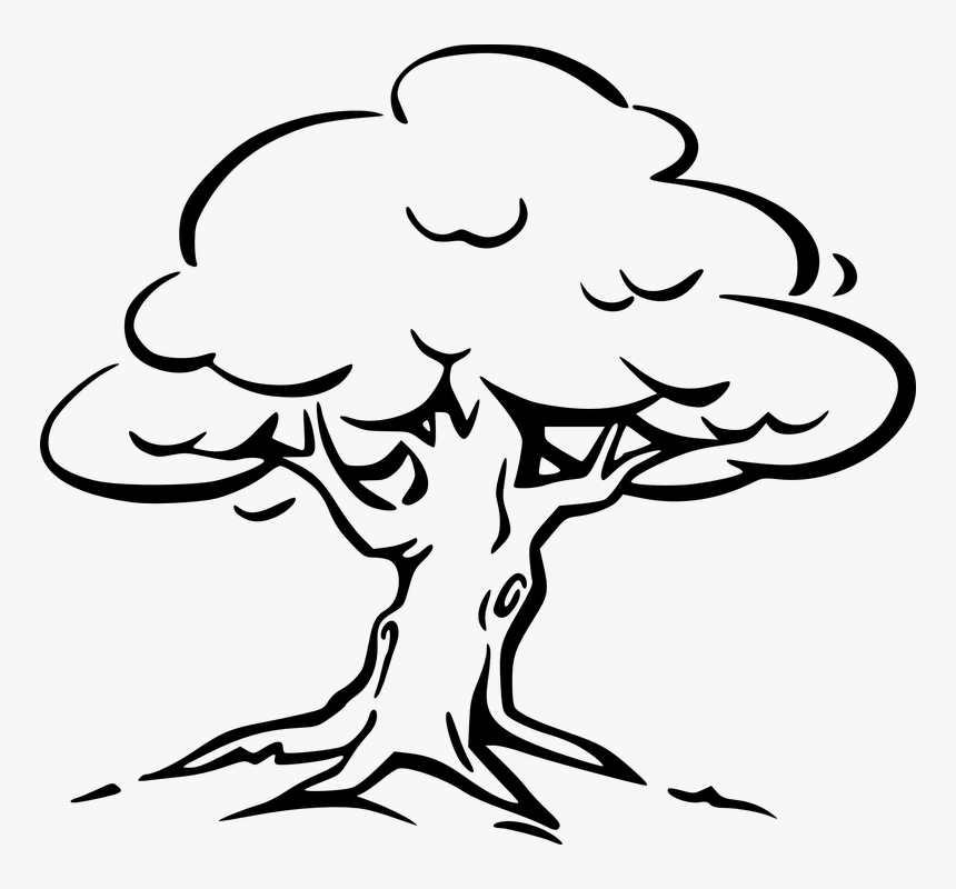Tree, Perennial, Trunk, Branches, Leaves, Wooden, Woody - Outline Picture Of Trees, HD Png Download, Free Download
