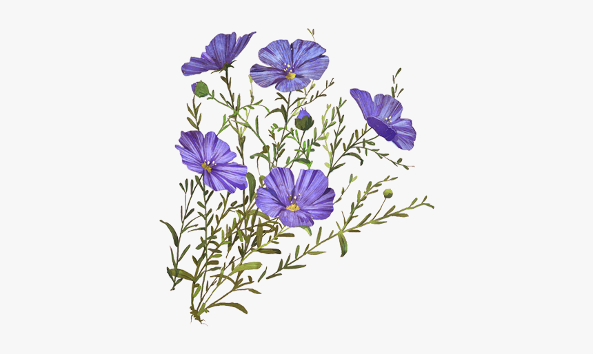 Balloon Flower, HD Png Download, Free Download