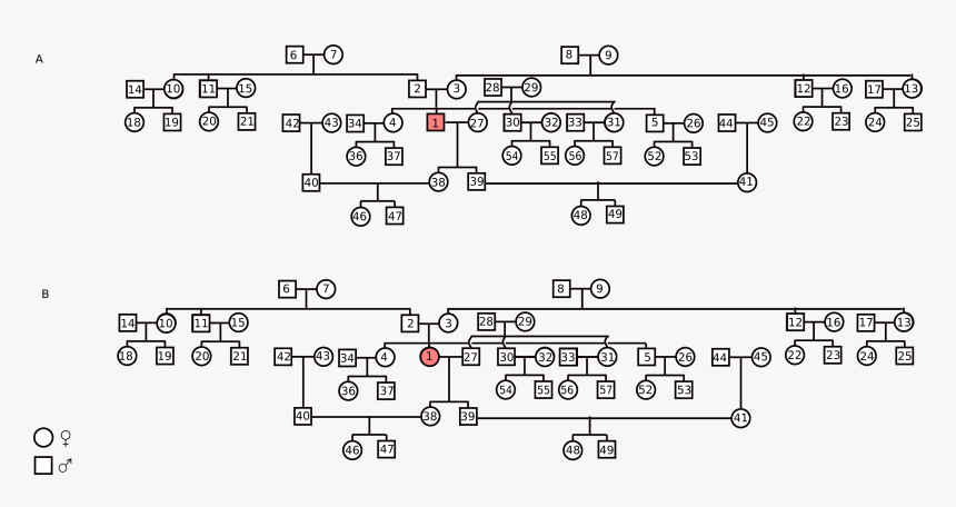 Family Relations Numbered - Family Relations, HD Png Download, Free Download