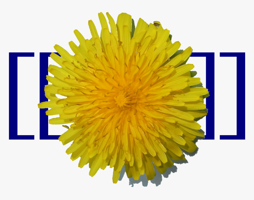 Taraxacumo 01 Trx - Dandelion, HD Png Download, Free Download