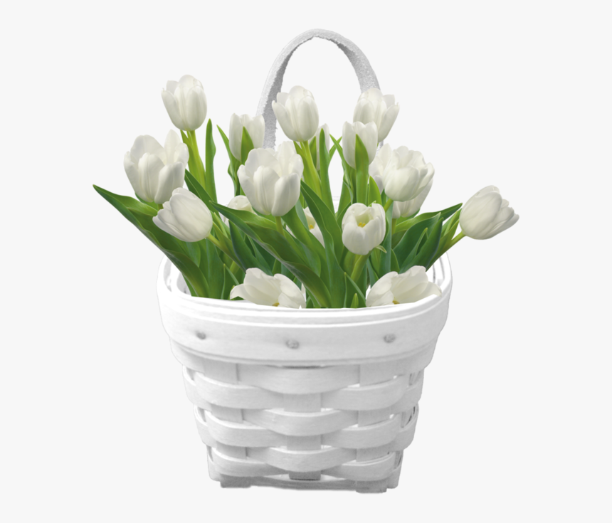Transparent Funeral Flowers Clipart - White Tulip White Background, HD Png Download, Free Download