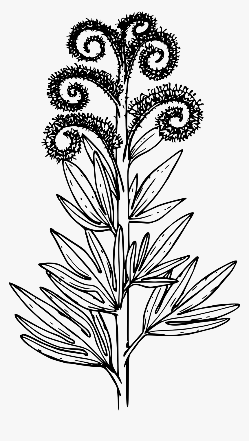 Tall Phacelia Clip Arts - Line Art, HD Png Download, Free Download