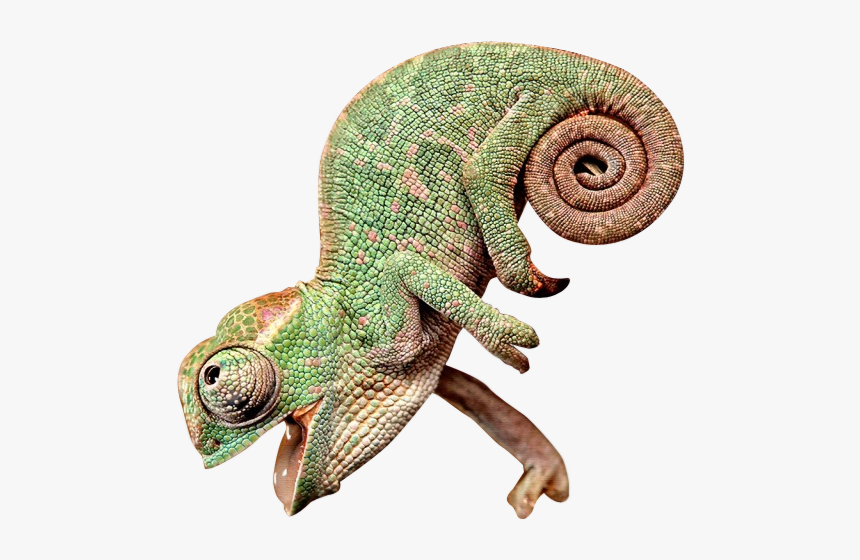 Cutout - Transparent Background Chameleon Png, Png Download, Free Download