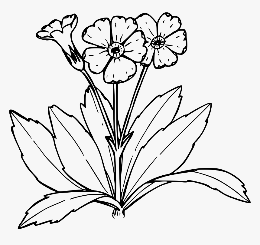 Nevada Primrose - Primrose Black And White, HD Png Download, Free Download