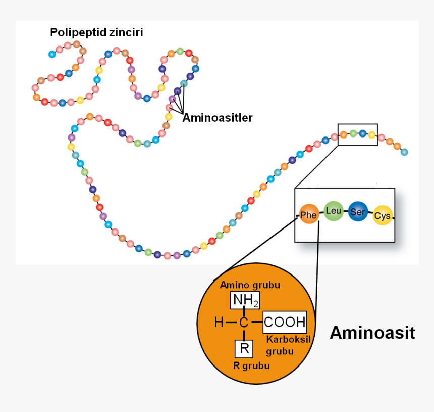 Transparent Voltorb Png - Amino Acid Polypeptide Chain, Png Download, Free Download