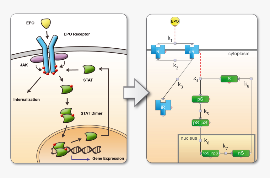 Thumbnail For Version As Of - Jak Stat Pathway Wikipedia, HD Png Download, Free Download