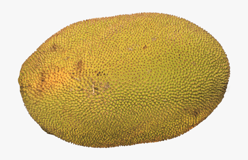 Jackfruit - Cempedak, HD Png Download, Free Download