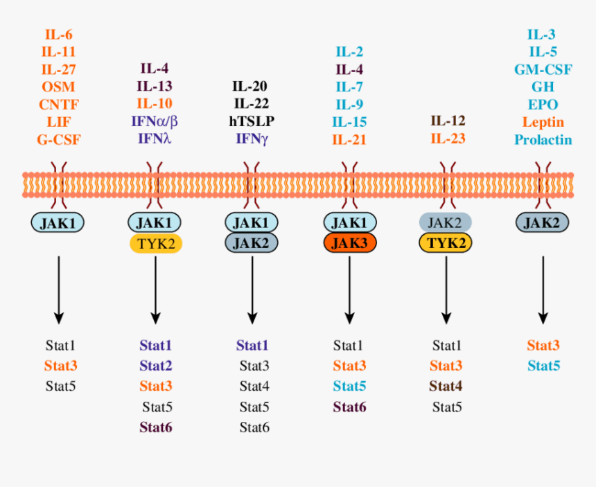 Non Redundant Jak/stat Signalling In Mice - Jak Stat Cytokines, HD Png Download, Free Download