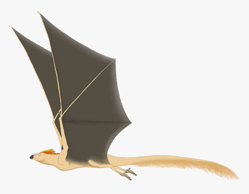 Bat, HD Png Download, Free Download