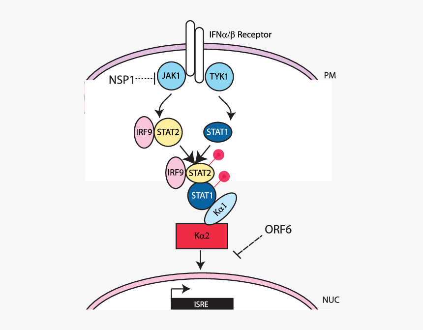 The Jak/stat Signaling Pathway And Sars Cov - Illustration, HD Png Download, Free Download
