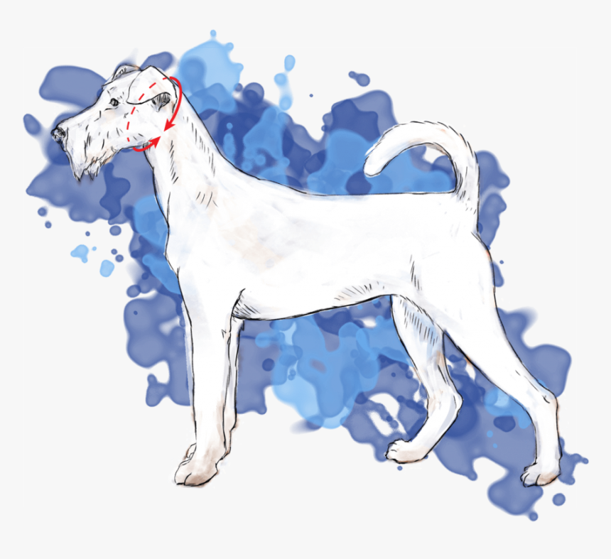 Ancient Dog Breeds, HD Png Download, Free Download