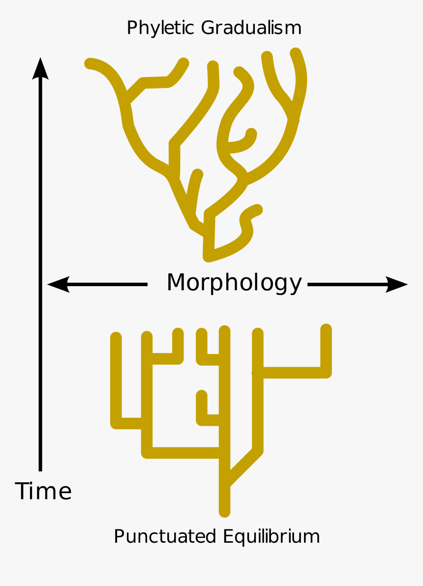 Punctuated Equilibrium Definition Biology, HD Png Download, Free Download