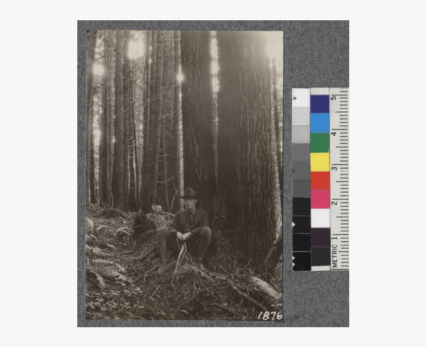 Secondgrowth Redwood Yield Study - Canoe Birch, HD Png Download, Free Download