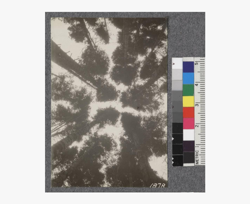 Secondgrowth Redwood Yield Study - Carpet, HD Png Download, Free Download