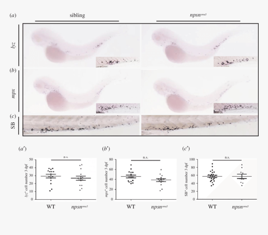 Transparent Zebrafish Dpf - Ink, HD Png Download, Free Download