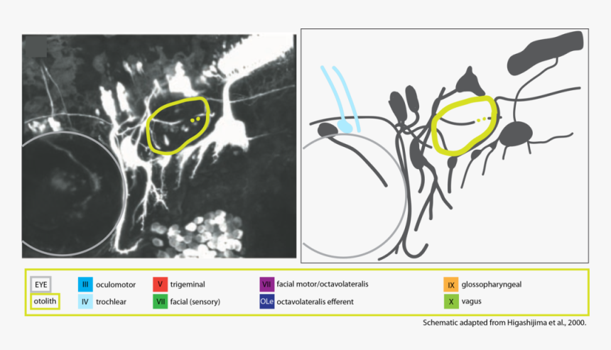 Motor Cranial Nerve Schematic Troclear Iv - Zebrafish Oculomotor Nerve, HD Png Download, Free Download