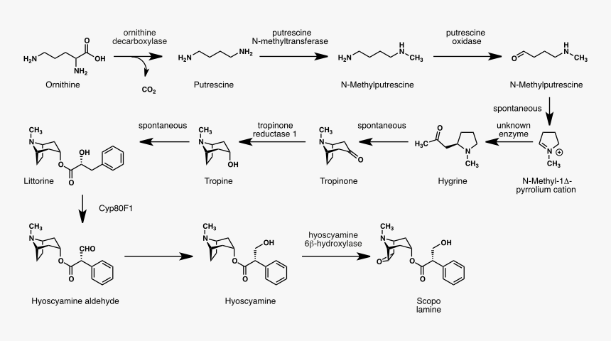Scopolamine Biosynthesis - Svg - Hyoscine Synthesis, HD Png Download, Free Download