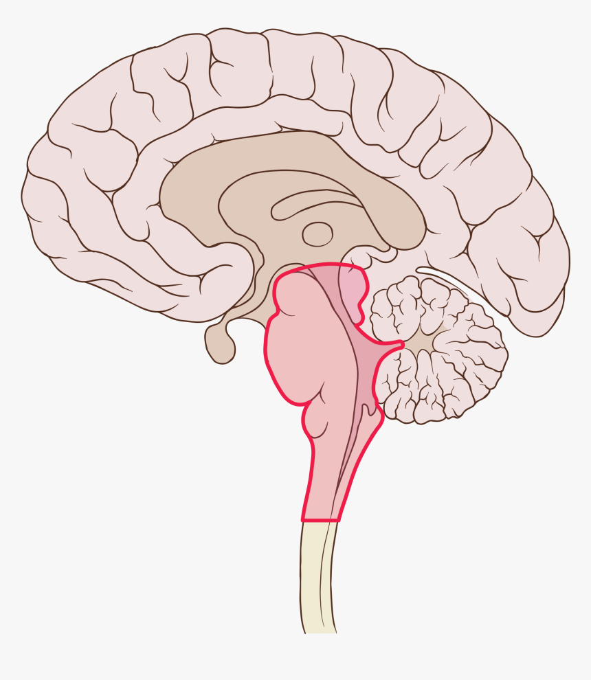 Dopamine Pathway Antipsychotic, HD Png Download, Free Download